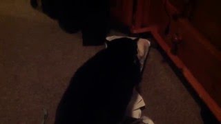 Lucy scratching up my letter