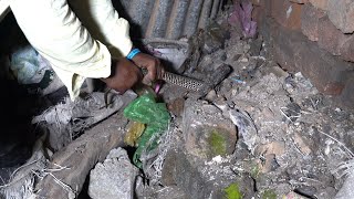 कोबरा के पूछ में ऐसी क्या ताकत थी,जो हमे भी खीच लिया किसी की नहीं हुई हिम्मत| Dangerous Snake In CG