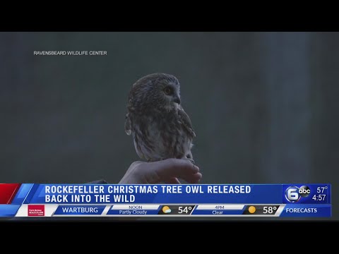 Rocky the Christmas tree stowaway owl returns to the wild