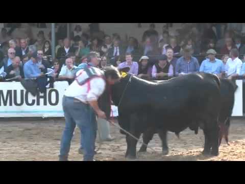 BRANGUS - LA SELECCIÓN EXITOSA