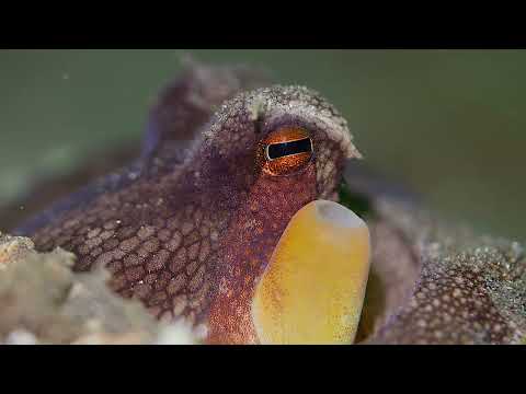 Coral Triangle Critters – 11 - scuba diving video