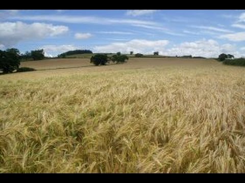 Csalóka zenekar-Aranyos Mariskám… és menetindítás (Bácskai Duna mente) (szöveggel)