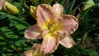 preview picture of video 'Hemerocallis - Taglilien (Daylilies)'