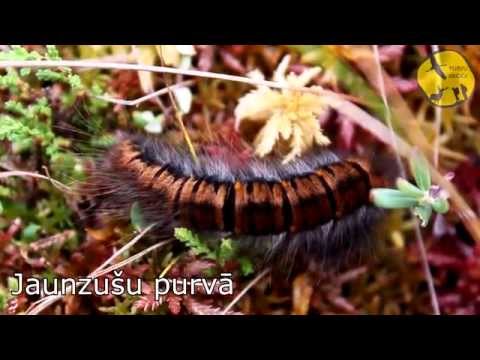 Ģimenes pārgājiens purvā