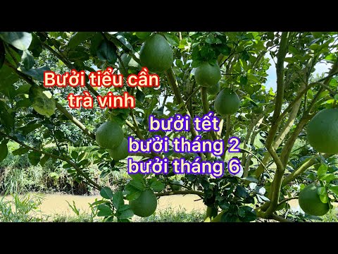 Vườn cây 5 năm tuổi 1 năm 3 cổ trái được không?