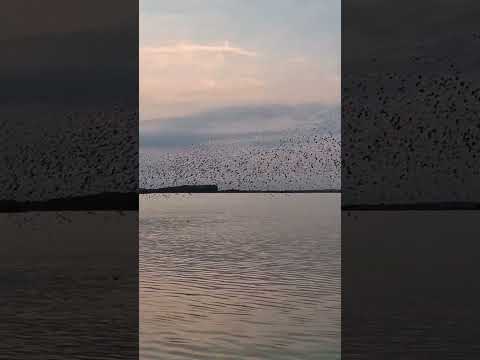 STARLING MURMURATION captured on camera #birds #shorts