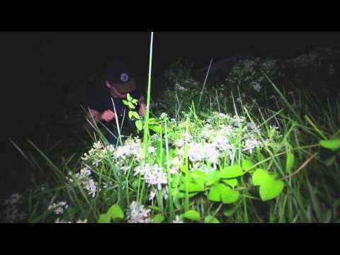 Flash Giordani - Deadzone