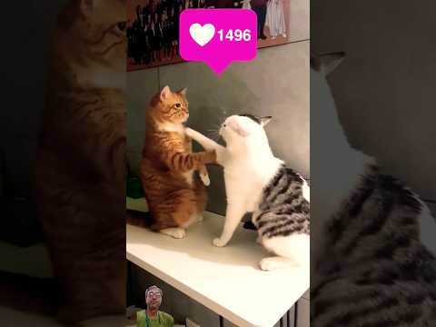 #cute #cat # playing # YouTube shorts #viral # video