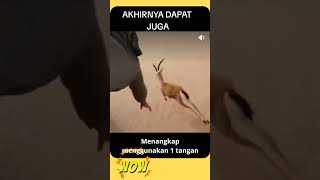 Download lagu berburu hewan di gurun pasir #shorts mp3