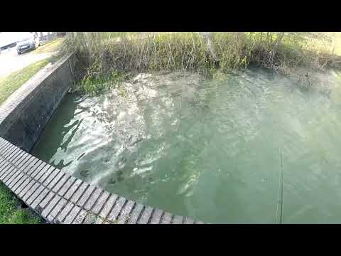 Grosse Carpe au Pain en Surface et en DIRECT ( gros combat )