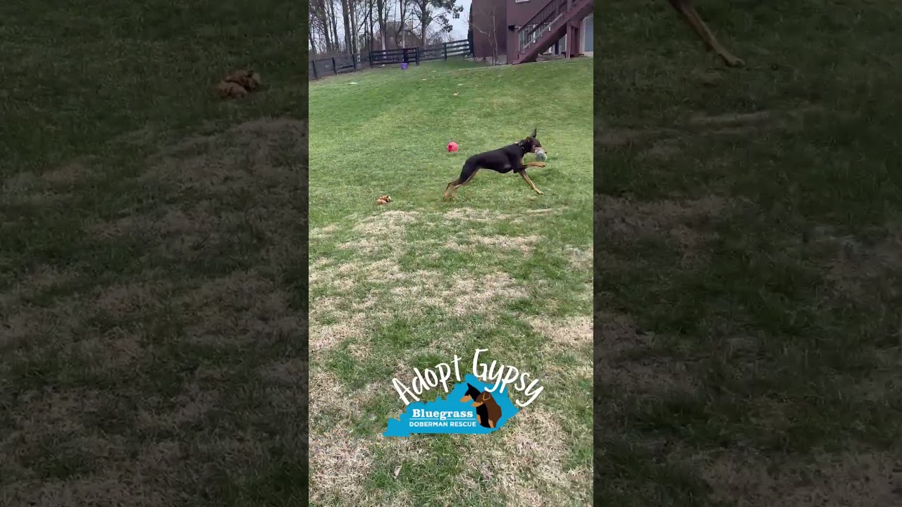 Enlarge Gypsy, a ADOPTABLE Doberman Pinscher in Louisville, KY video 2/6