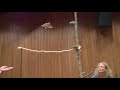 Flying Squirrel Slow Motion Flying