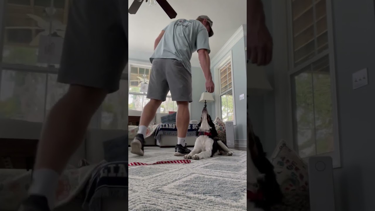 Dog Training - Teaching Give Paw