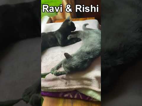 Ravi & Rishi, an adopted Domestic Short Hair in South Ozone Park, NY_image-1