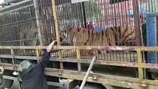 Circus tiger bites man&#39;s hand in central China