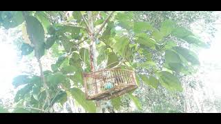 Download lagu merbah lekir ogos papaArm2021 mp3 Download lagu merbah lekir ogos papaArm2021 mp3