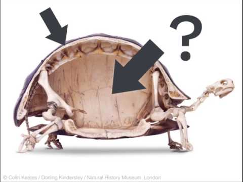 亀は甲羅の外で生きていけるのか？ (Could a turtle live outside its shell?)