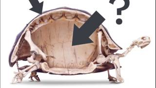 Could a turtle live outside its shell?