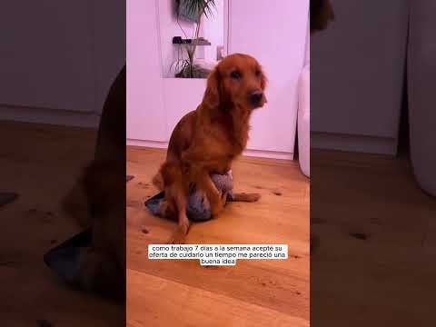 Part 2 What Happened to My Dog Afterwards  #hospital #woman #surgery #pregnancy#animals #Foryou#Us