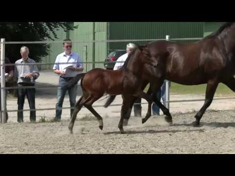 Hengstfohlen von Caracho x Diamant de Semilly