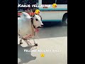Karur Velaiyan Azhagoo Azhagoo Jallikattu Vellore Kolaru Bulls Madurai 2022