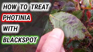 How To Treat Red Tip Photinia With Black Spot: Tips You NEED To Know