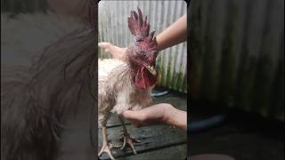 Download lagu hancur babak belur #ayam #ayammagon #ayamphakoy tarung bebas tidak terpantau #ayamayaman mp3