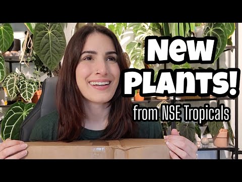 PLANT MAIL!! 🌿 Stunning Anthurium Unboxing from NSE Tropicals 🖤✨️