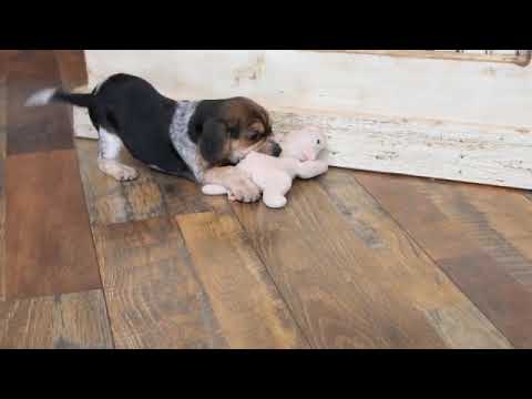 TREY www.ozarkmtnpuppies.com
