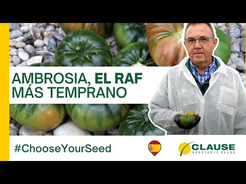 Video: AMBROSIA F1
