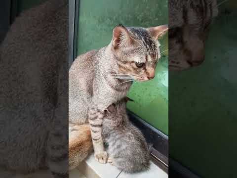 Time Machine Cats !!!! Longest Daily Cat's Story , SHORTS