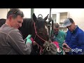 Ep 46 Dr Bikhazi Injects A Horse S Trachea To Correct Aspirations The Scope