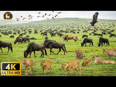 Wild Instinct - Fear on the Savannah