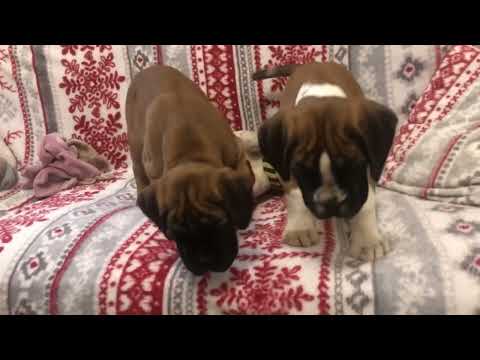 Boxer Welpe kaufen