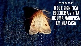 O que significa receber a visita e uma MARIPOSA em sua casa?