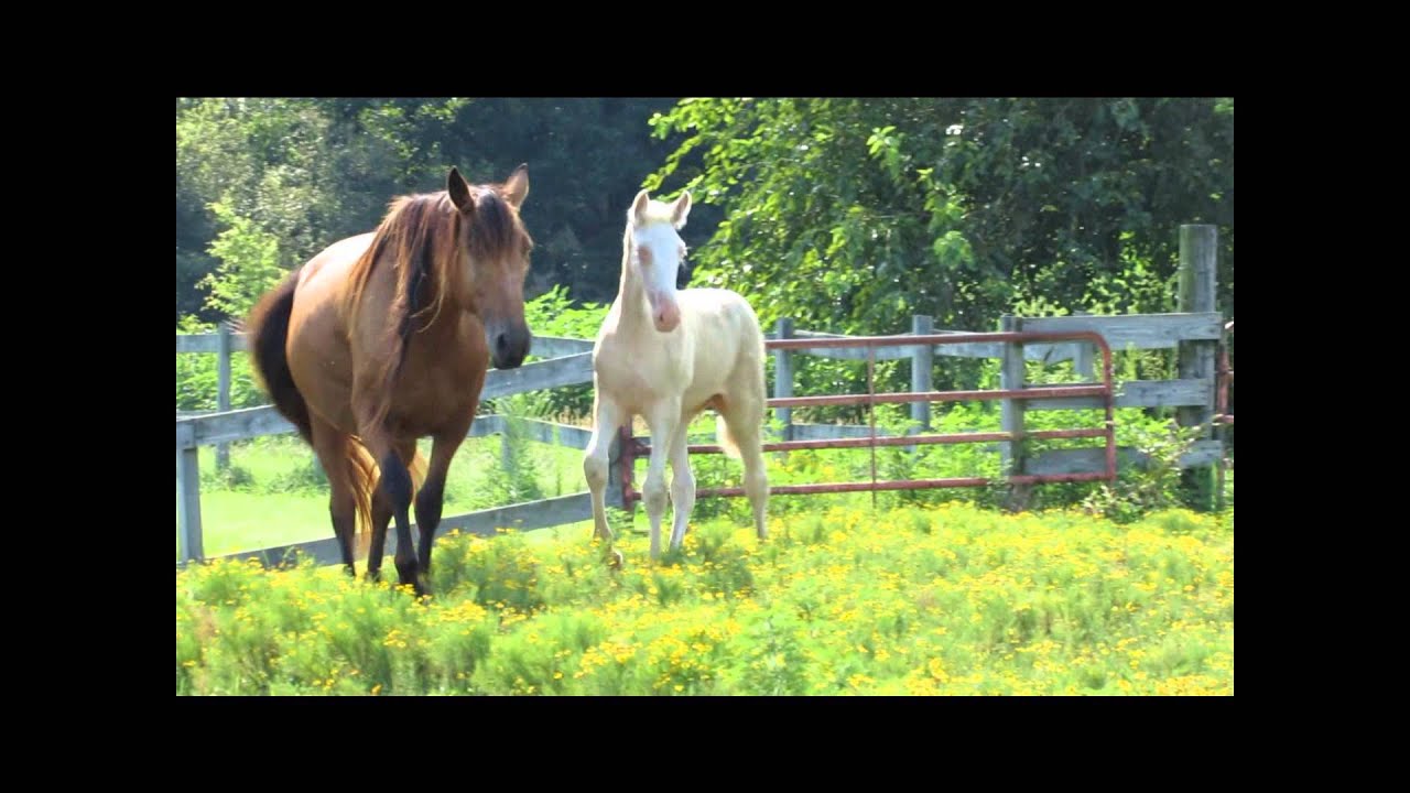 SOLD - BUCK'S WHITE WALKER