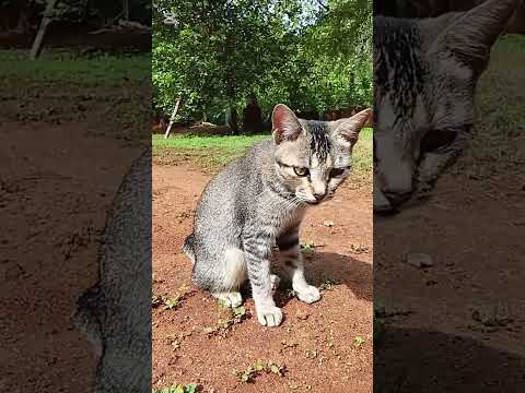 ❤️😍 subscribe ❤️😍 #kiyadunpremaya #zoo #cat #cats #sathira #catshorts #catvide #catvideos #demusihut