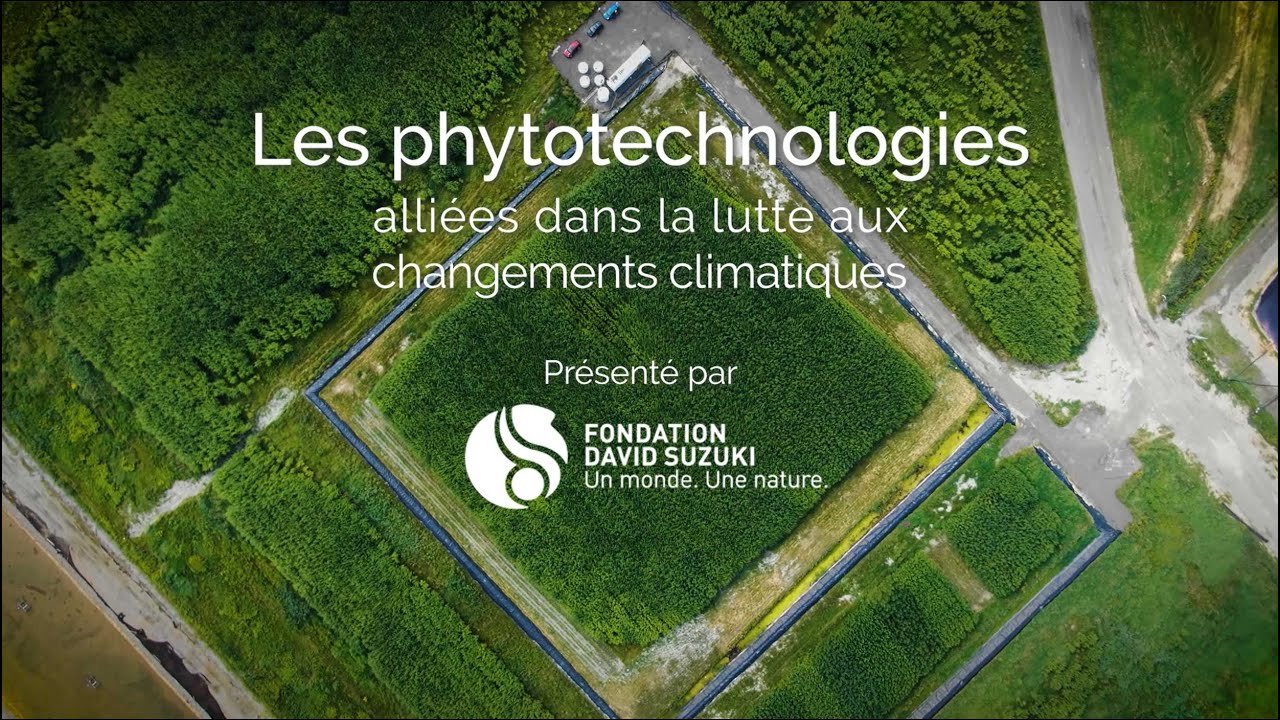 Les phytotechnologies, nos alliés dans la lutte aux changements climatiques