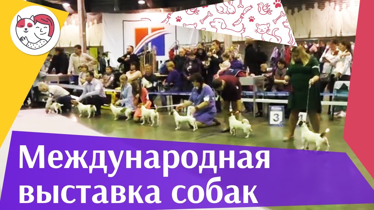 Международные выставки собак: "Москва. Кубок мэра" и "Кубок мира" на ilike.pet