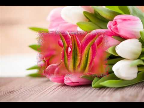 TULIPÁNY Z AMSTERDAMU MP3