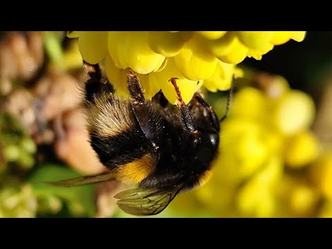 Winter-active Bumblebee (Bombus terrestris) in December Foraging on Mahonia x media 04/12/2025