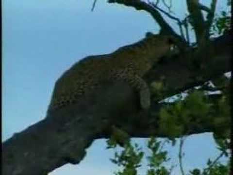 Male Leopard - Djuma PM Drive 12/12/07 - 1