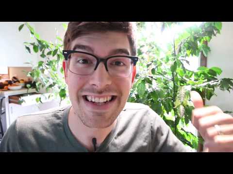 image-Why is my coffee plant leaves turning black?