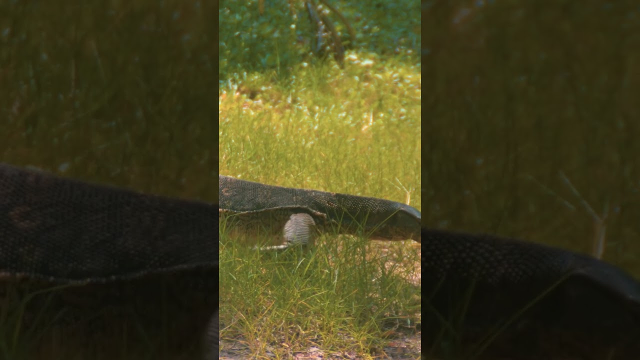 Giant monitor lizards hunting in Lumphini park, Bangkok | Thailand Adventure Travel Documentary