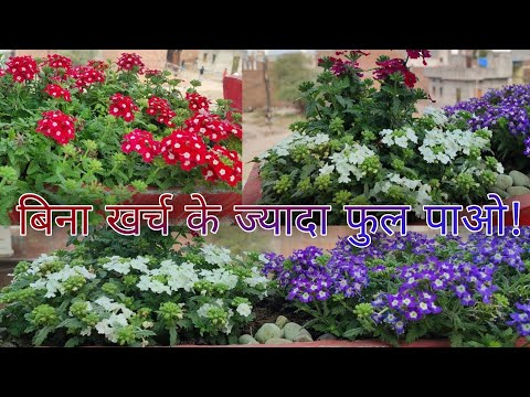 verbena plant care | verbena flower seeds | verbena seeds germination | barbina flower plant