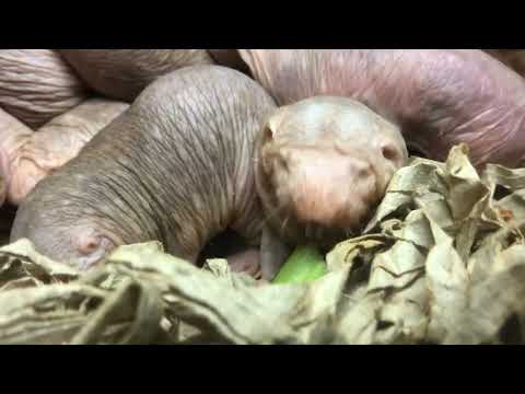 Naked Mole Rat Eating