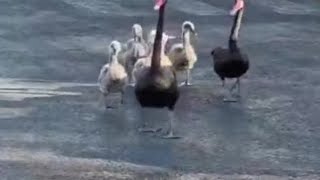 Milano, la passeggiata della famiglia di cigni neri fra le auto