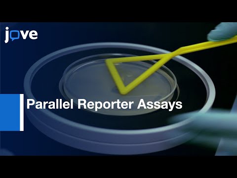 Massively Parallel Reporter Assays (Cultured Mammalian Cells)