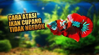 Download lagu Kenapa ikan cupang tidak mau ngedok mp3