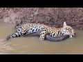 This Jaguar Was Killed by an Electric Eel